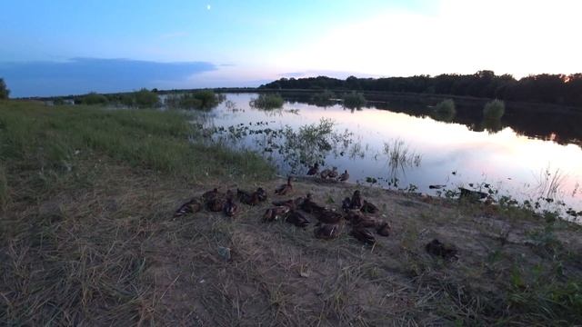 Дикие утки на расслабоне. смотреть онлайн