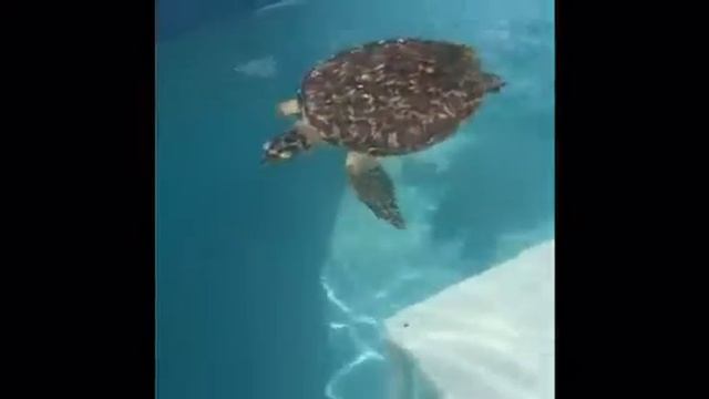 Turtle Hospital, marathon FL смотреть онлайн