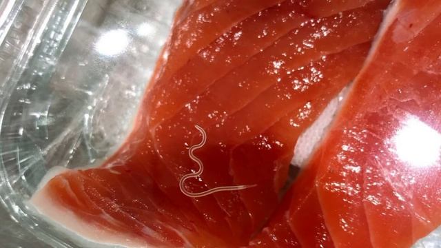 El parasito de los pescados El Anisakis смотреть онлайн