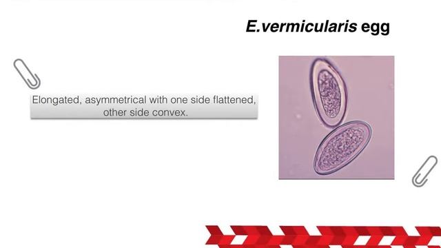 PutraMOOC || TROPICAL DISEASES || Intestinal Nematode 2 смотреть онлайн