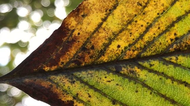 Whitebeam - leaf close up - August 2021 смотреть онлайн