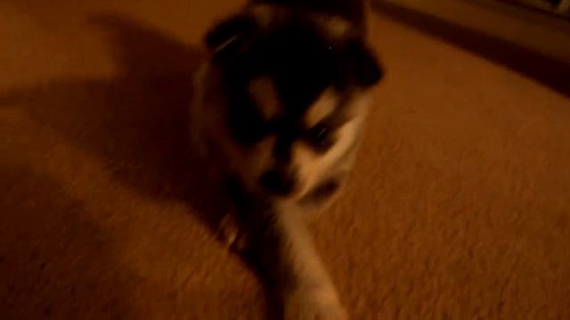 Alaskan Klee Kai Puppy Goliath 4 Weeks Playing смотреть онлайн