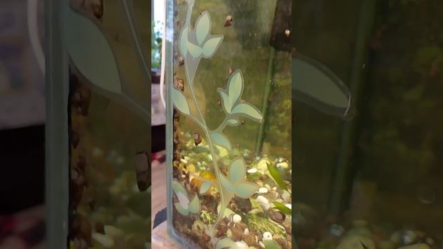 Улитки размножаются🐌🐚и размножаются🙈 смотреть онлайн