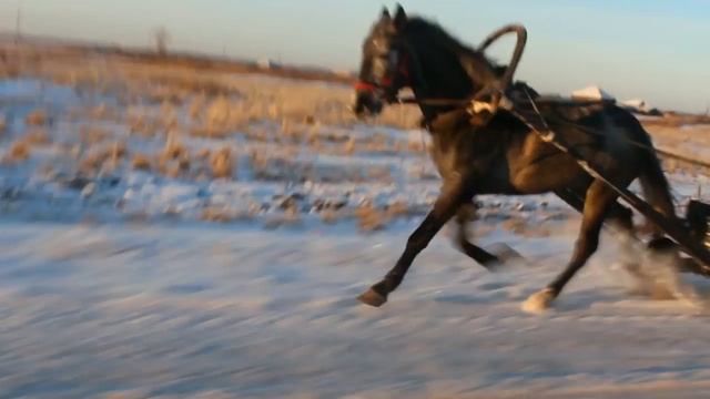 иноходец смотреть онлайн