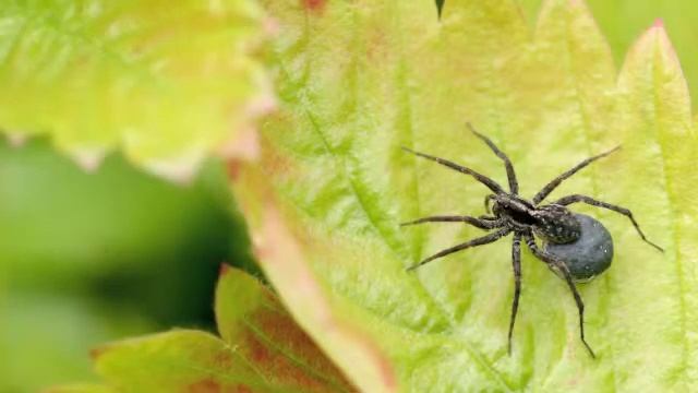 Beautiful Bugs смотреть онлайн