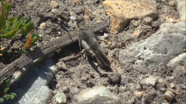 Red winged Grasshoppers Oedipoda germanica, Swiss Alps смотреть онлайн