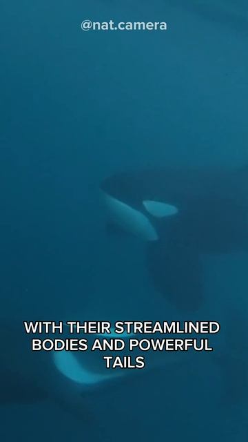 "Orcas" They don't have any Enemies. Apex Predator смотреть онлайн