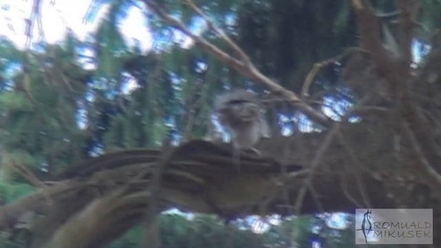 sóweczka, Glaucidium passerinum, po polowaniu zanosi gryzonia do spiżarni смотреть онлайн