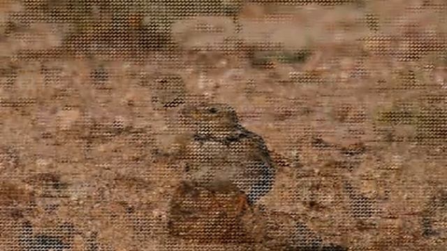 calandria común смотреть онлайн