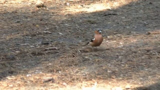 Зяблик непоседа | Сhaffinch fidget смотреть онлайн