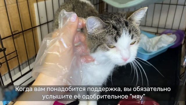 МИНЗИ смотреть онлайн
