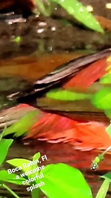 Painted bunting taking a bath! Boca Raton, Fl смотреть онлайн