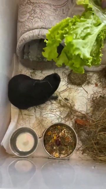 Индига просит еду) Морская свинка попрошайничает смотреть онлайн