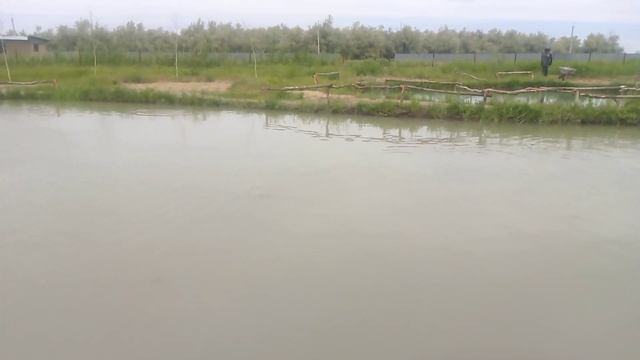 Охота на Clariusa "африканский сомик " смотреть онлайн