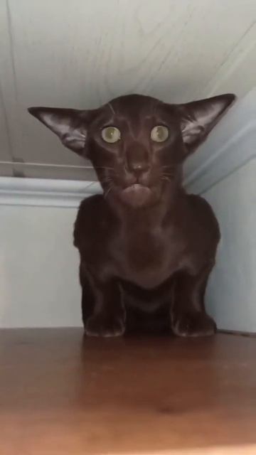scariest cat 😳 смотреть онлайн