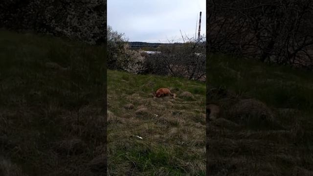 Лисиця без страху в Польщі смотреть онлайн