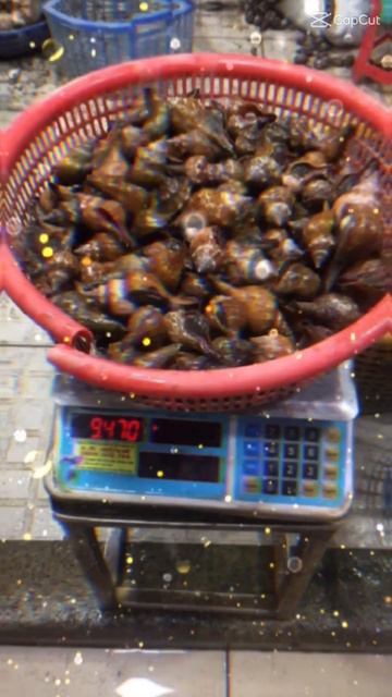 ốc đỏ, ốc hương, ốc mỡ, ốc tỏi смотреть онлайн