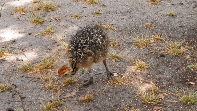 ANIMAL WORLD ] ANIMAL PLANET ] OSTRICH смотреть онлайн