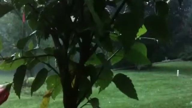 iPhone 3Gs Report 53 : Aurora Dawn 2009 08 19 смотреть онлайн