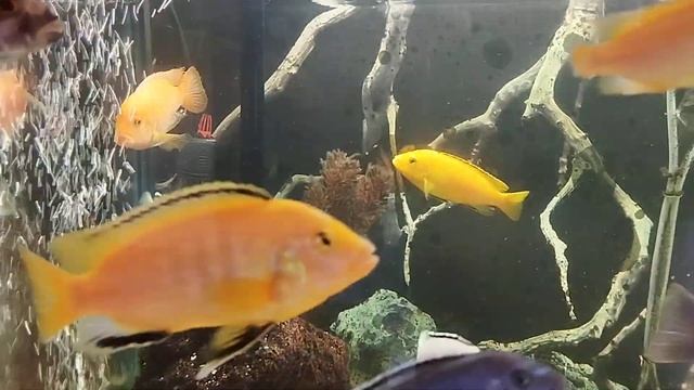 Малавийские цихлиды .Новое видео. смотреть онлайн