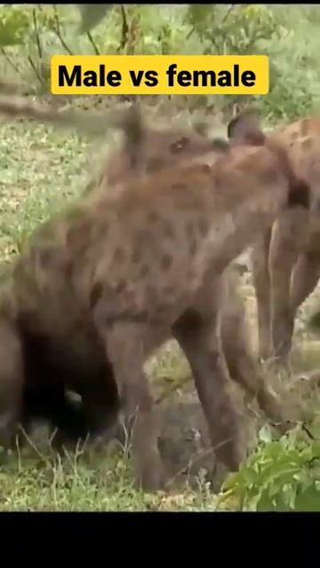 Hyena killed 😱 hyena 🙄 #shorts#viral#killer#shortvideo смотреть онлайн