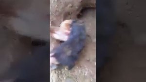 Собака и лиса 18+ слабонервным не смотреть