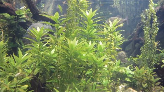 Piranha tank August 2015 смотреть онлайн