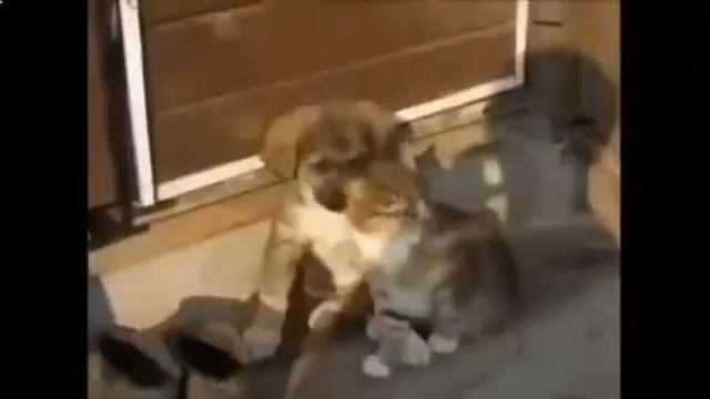 Сборник приколов. Собака лучший друг кошки! смотреть онлайн