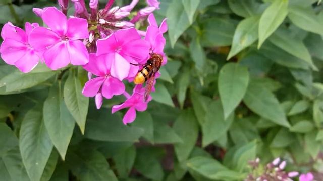 Stadsreus in de tuin! смотреть онлайн