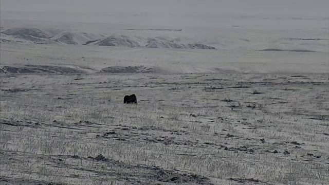 Bison Calving Plains Cam 02-23-2018 09:26:10 - 10:26:11 смотреть онлайн