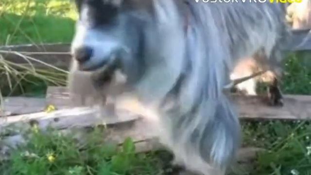 Эх, эти забавные животные! смотреть онлайн