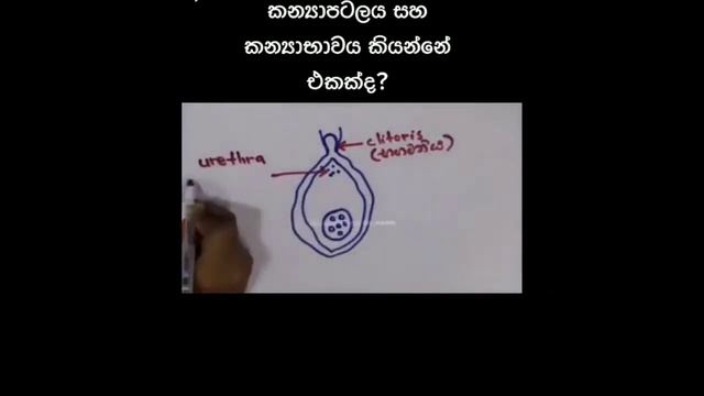 Girls##නිවැරැදිව කන්යාබාවය සොයාගන්නේ කෙසේද,අතිශය කොල්ලනට පමනි## смотреть онлайн