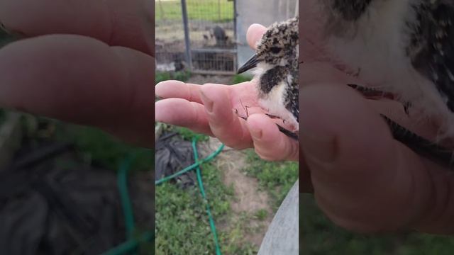 Птенец ЧИБИСА в гостях / The LAPWING chick is visiting смотреть онлайн