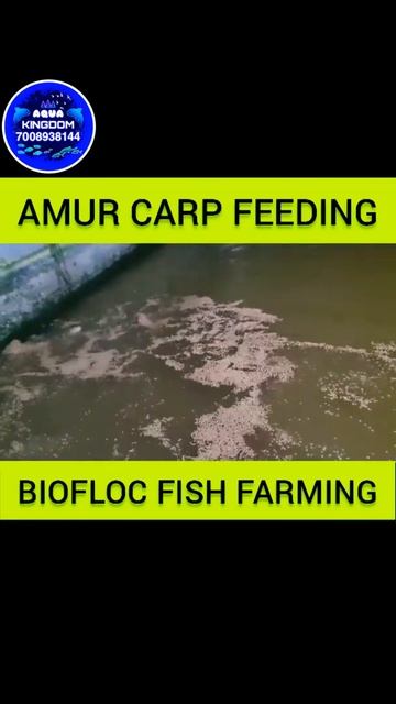 Amur Carp Feeding In Biofloc Fish Farming смотреть онлайн