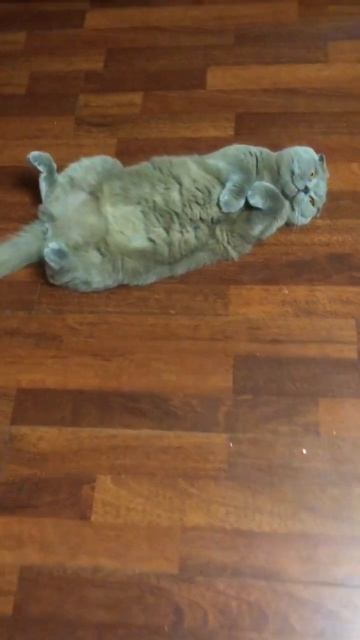 Забавные животные, кот Боня 😆 #shorts 🐯 смотреть онлайн