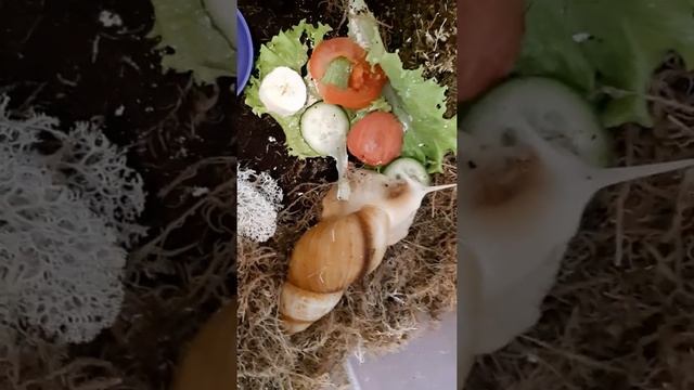 Улитка и кабачки смотреть онлайн