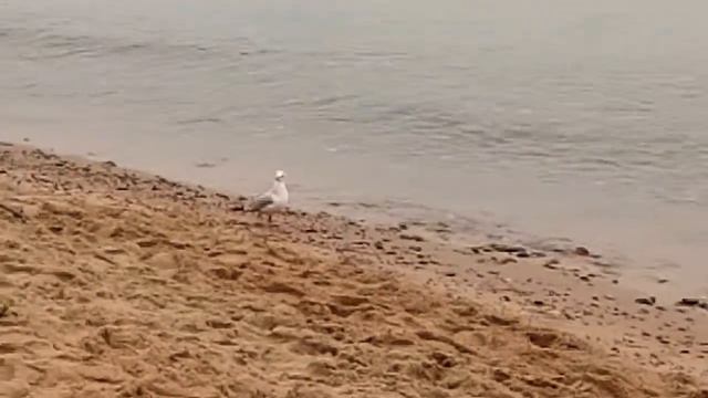 Балтика, Светлогорск, прогулка у моря! смотреть онлайн