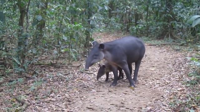 Bairds Tapir with baby in Corcovado National Park смотреть онлайн