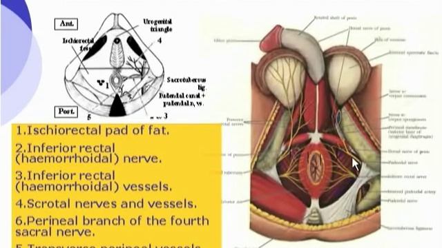 42 Contents of Ischiorectal Fossa смотреть онлайн