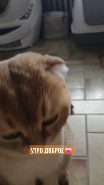 #кошечки #приколысживотными #кот #котята #семьякотов #котики #шотландский #cat #веселыекотята#кот смотреть онлайн