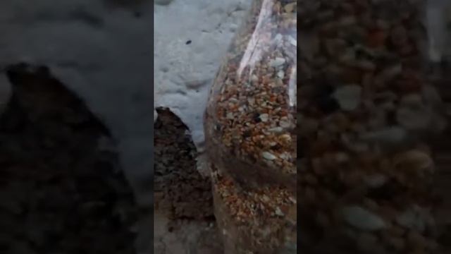 BEDANAGA DON BERIW JARAYONI смотреть онлайн