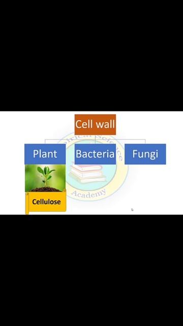 cell wall.. structure and function смотреть онлайн