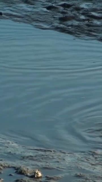 Beautiful Roseate Spoonbill dining in Style. #viral #short смотреть онлайн