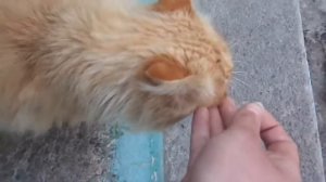 Прикол кот и валерьянка мегаржач