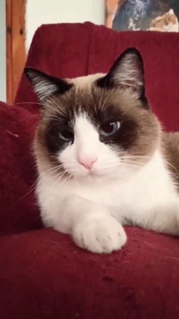 Я вам не игрушка! #кот #cat #kedi #shorts смотреть онлайн