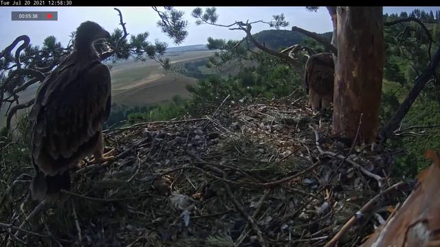 20.07.2021 15:53 Наш Лунный Цветочек - Айгуль выспалась и приступила к активной фазе))) смотреть онлайн