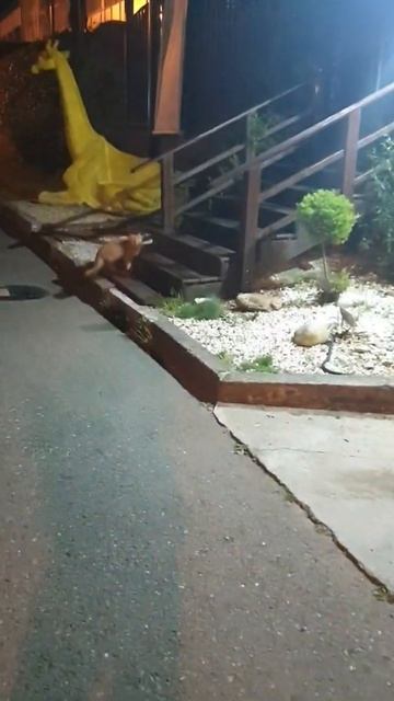 Кормление кошки после родов смотреть онлайн