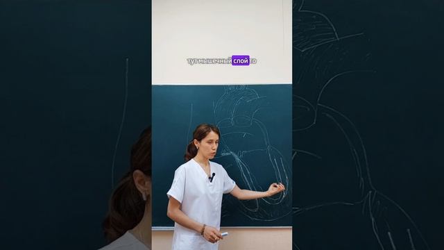 Проводящая система сердце 🤍 вкратце смотреть онлайн