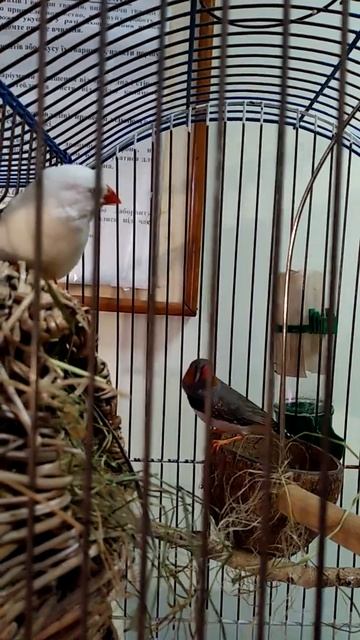 Збагачення середовища. Амадіни живого куточка. смотреть онлайн