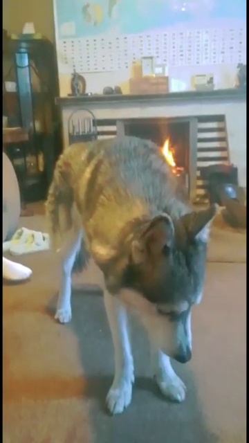 SMART HUSKY BIG REACTION TO THE TUNE OF WHISLE @irishphd#shorts #husky #dog смотреть онлайн